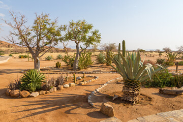 Succulents at Solitaire Desert Farm. Solitaire, Namibia.