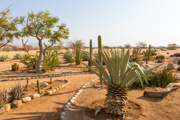 Succulents at Solitaire Desert Farm. Solitaire, Namibia.