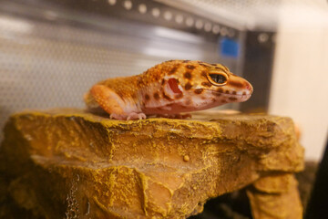 レオパードゲッコー