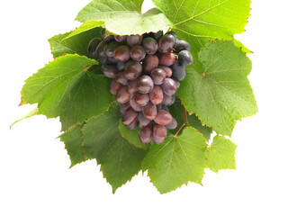 Bunch of grapes isolated 