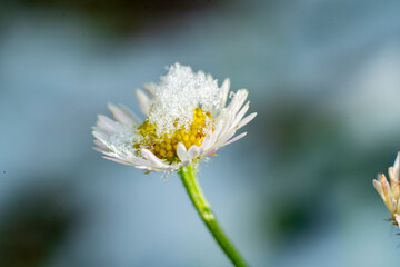 Pierwsze oznaki zimy, kwiaty pod śniegiem, pierwszy śnieg, nadchodząca zima