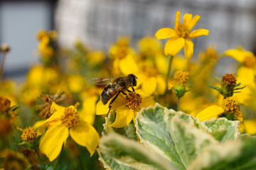 A bee drinks nectar from flowers in a flower bed, an insect