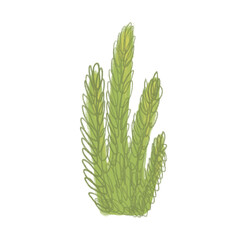 Green cactus doodle pencil illustration on transparent background. Hand drawn illustration.