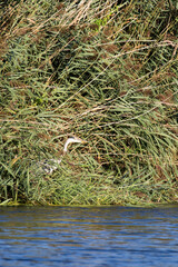 A view of grey heron in Sardinia