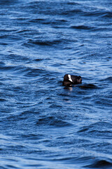 Fototapeta premium View of a Coot bird