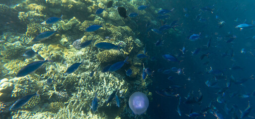 A picture of the coral reef in red sea