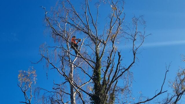 Lumberjack with saw and harness climbing a tree