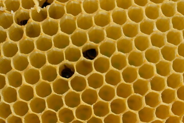 FU 2022-06-06 Bienencheck 128 In der Wabe ist eine Biene