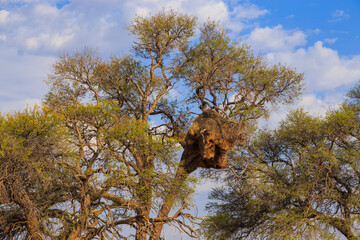 Communal nest of sociable weavers, Solitaire, Namibia.