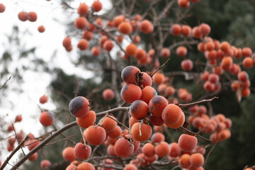 주렁주렁 달린 감나무와 달려있는 감