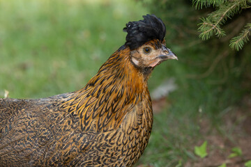 Portrait of a crested chicken breed.