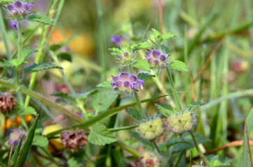 Marsypianthes chamaedrys in the field