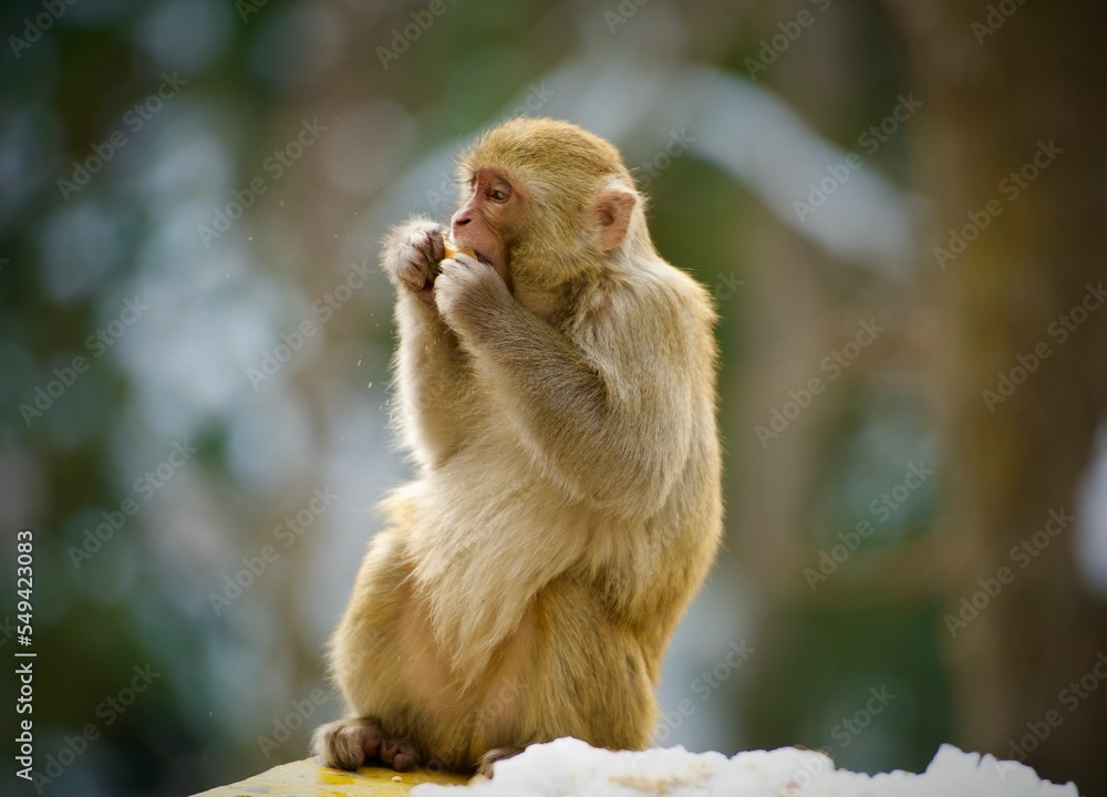 Sticker Closeup portrait of a cute macaque on a blurry background