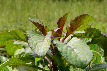 Plants of the Sonchus genus have green leaves above, red below with serrated leaf
