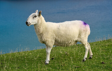 Obraz premium typically coloured sheep on a Pasture in Kerry county, Republik of Ireland