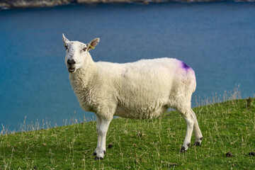 Obraz premium typically coloured sheep on a Pasture in Kerry county, Republik of Ireland