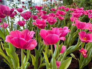 pink tulips planted in pots