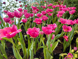 pink tulips planted in pots