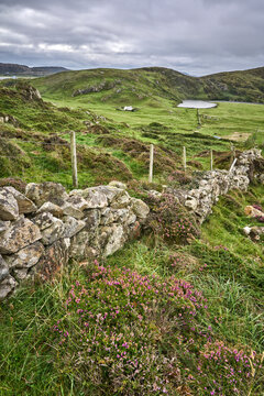 Green Pastures, devided by hedges and stone walls
in the Republic of Ireland