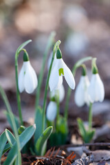 小さなスノードロップ