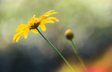yellow flower