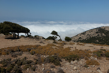 Wind bent trees and sea of clouds above the Aegean Sea at a barren plateau on the Greek island of Ikaria near the mountain village of Langada.