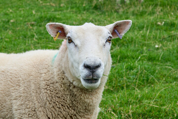 Naklejka na ściany i meble typically coloured sheep on a Pasture in Kerry county, Republik of Ireland