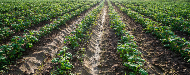 potato plant in the field.