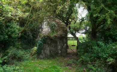 mysterious landscape detail at Shannon River, Republic of Ireland