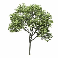 Obraz premium deciduous tree, isolated on white background, 3D illustration, cg render