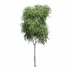Fototapeta premium deciduous tree, isolated on white background, 3D illustration, cg render