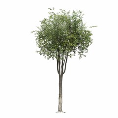 Obraz premium deciduous tree, isolated on white background, 3D illustration, cg render