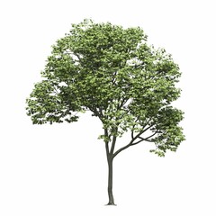 Obraz premium deciduous tree, isolated on white background, 3D illustration, cg render