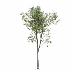 Obraz premium deciduous tree, isolated on white background, 3D illustration, cg render