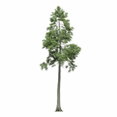 Obraz premium deciduous tree, isolated on white background, 3D illustration, cg render