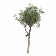 Obraz premium deciduous tree, isolated on white background, 3D illustration, cg render