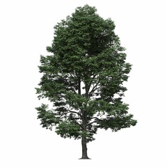 Fototapeta premium deciduous tree, isolated on white background, 3D illustration, cg render
