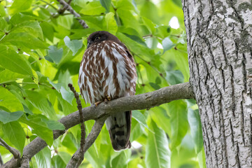 野鳥素材　アオバズク