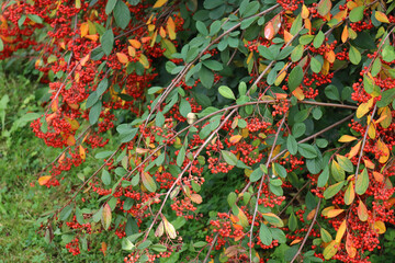 Cotoneaster lacteus or Parney Cotoneaster bush with manry red berries on branches on autumn season