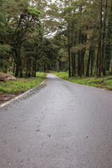 Road in a forest surrounded by old trees
