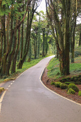 Road in a forest surrounded by old trees