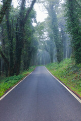 Fototapeta na wymiar Road in a forest covered with mist and surrounded by old trees 