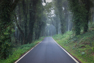 Road in a forest covered with mist and surrounded by old trees	