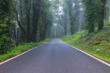 Obraz premium Road in a forest covered with mist and surrounded by old trees 