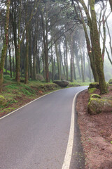 Road in a forest covered with mist and surrounded by old trees	