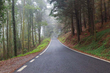Road in a forest covered with mist and surrounded by old trees	