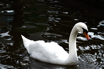 Naklejka premium White swan in the lake close-up. Drops of water flowing from the beak
