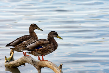 Ducks resting on a tree trunk