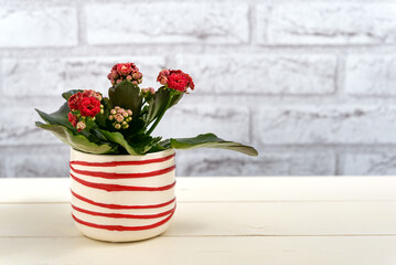 Kalanchoe plant with red flowers