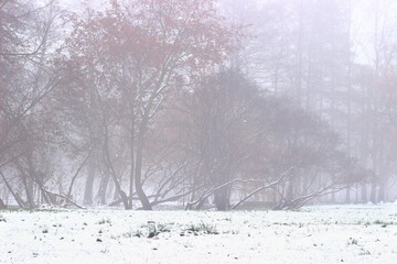 Winter landscape with trees in the fog.